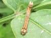 Ectropis crepuscularia